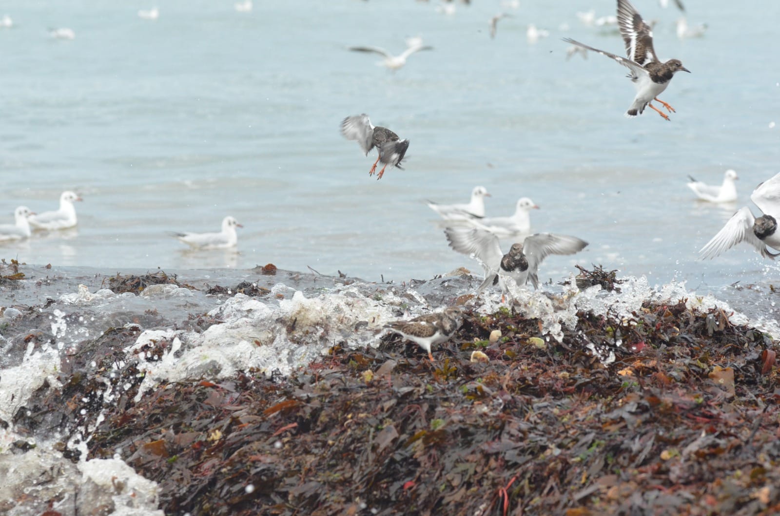 Laisse de mer et mouettes sur la plage