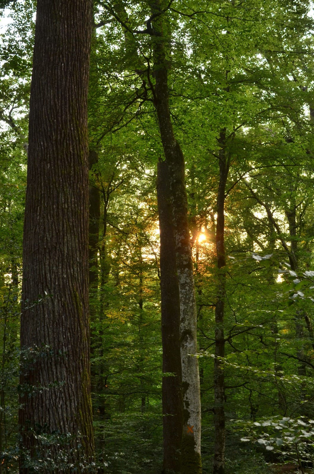 Sous-bois traversé par le soleil