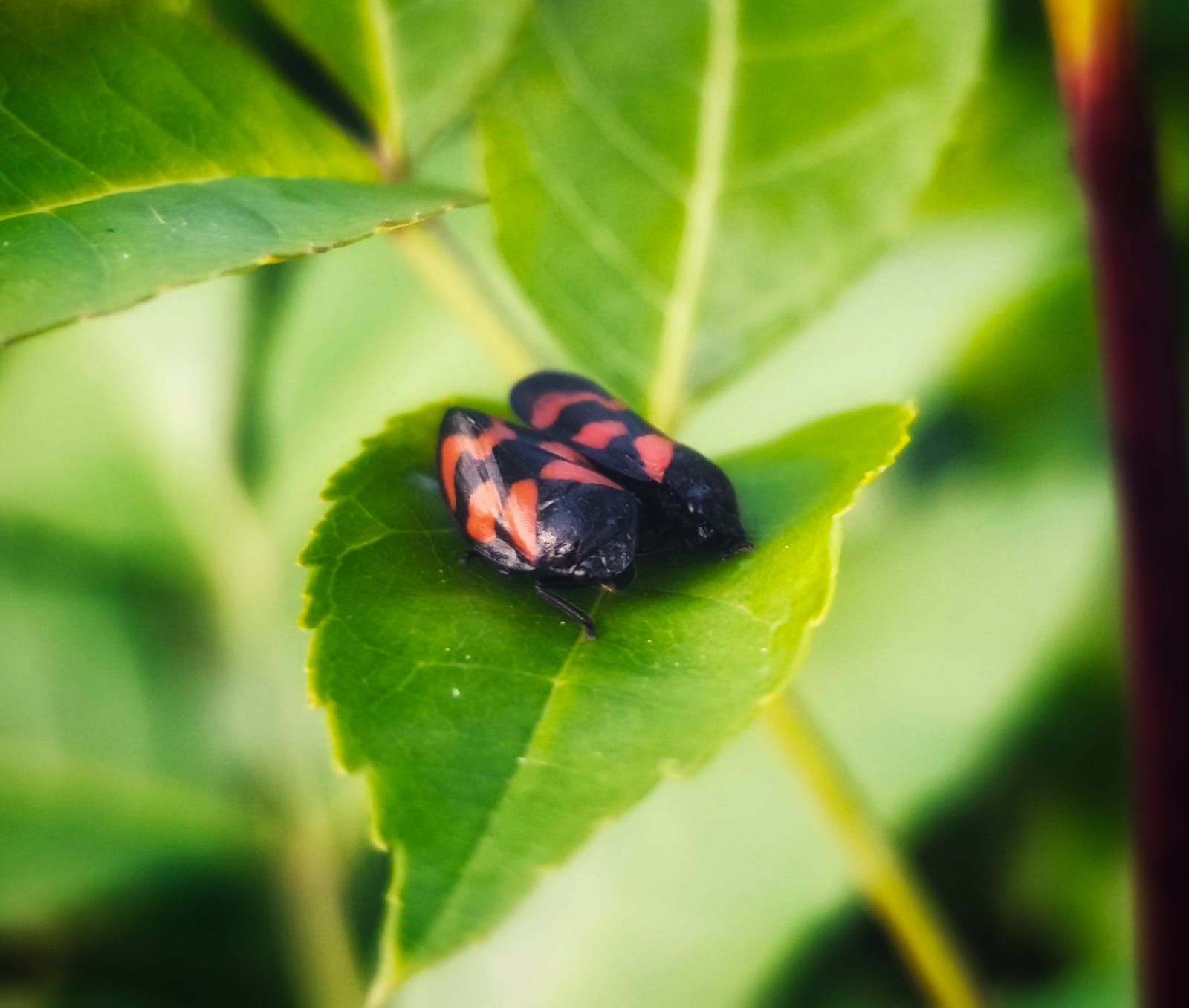 Cercopes sur une feuille
