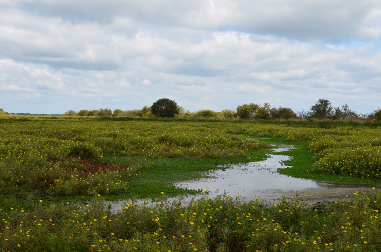 Prairie humide et fossé