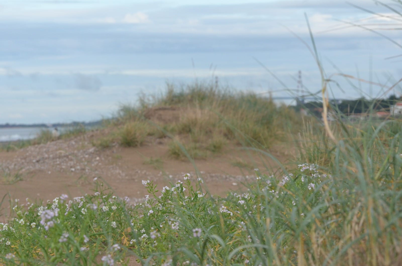 Dune et oyats