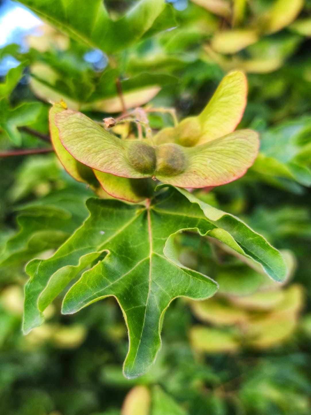 Feuilles d'érable