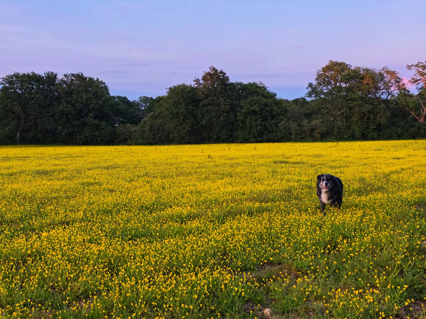 Prairie fleurie au couchant